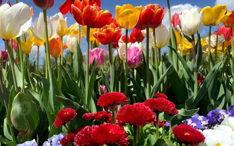 Primavera à vista: como aproveitar a estação das flores para renovar a rotina