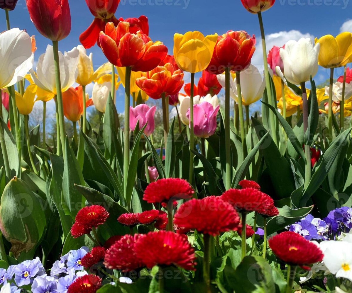 Primavera à vista: como aproveitar a estação das flores para renovar a rotina